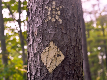 Sheltowee Trace